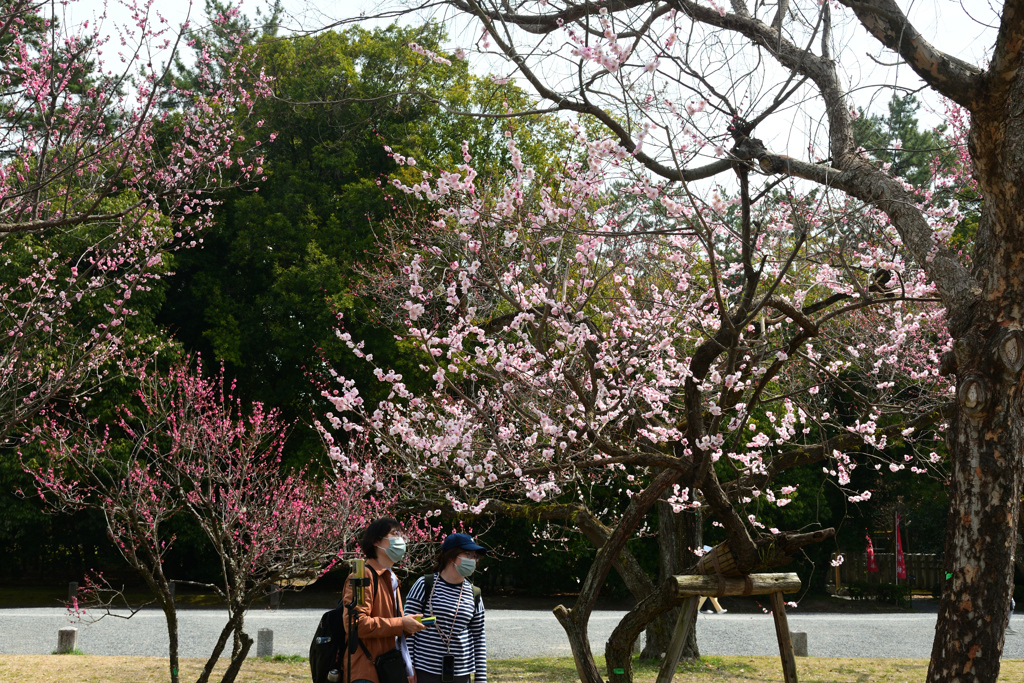 250325a京都御苑20