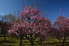 180302長居植物園26