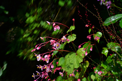 230919京都植物園38