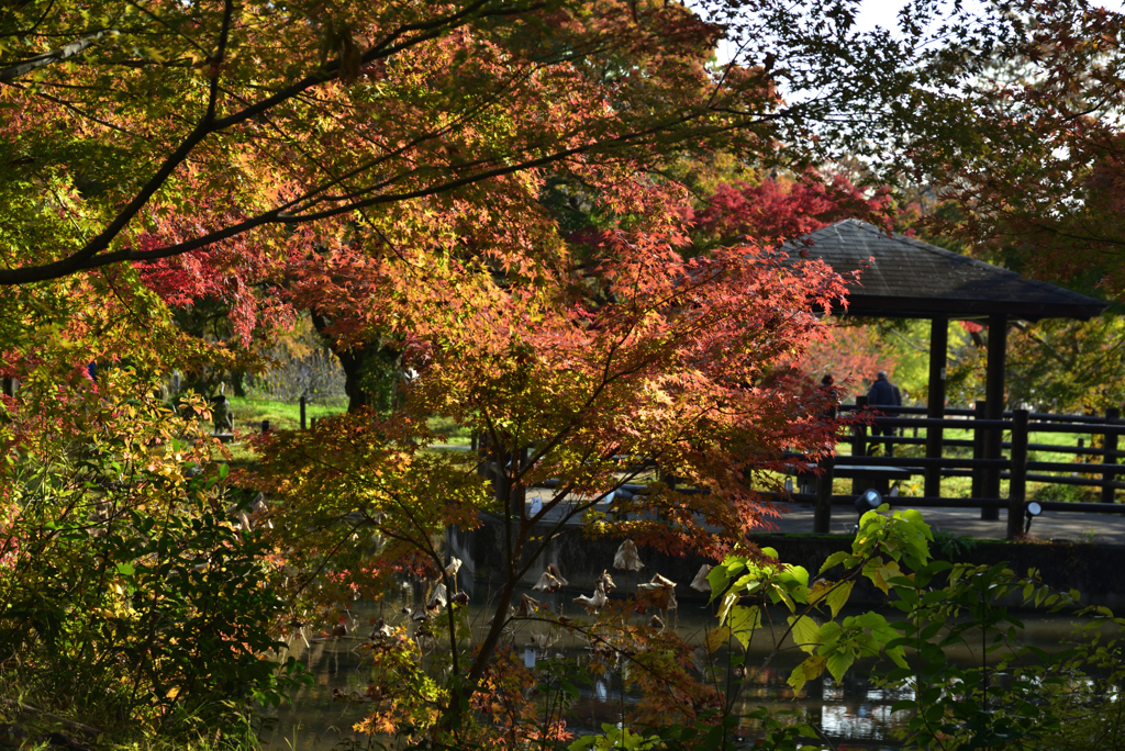 191116b京都植物園19