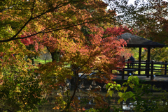 191116b京都植物園19