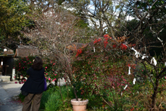 260113c京都御苑07