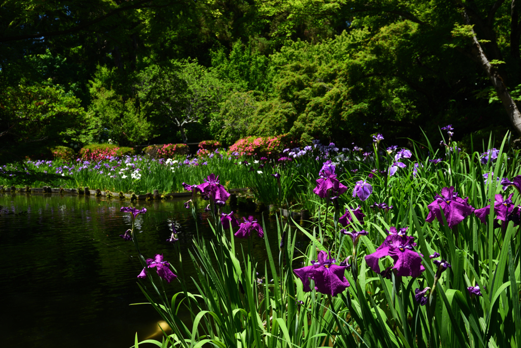 200607梅宮大社18