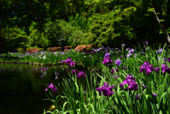 200607梅宮大社18