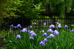250607水月公園02