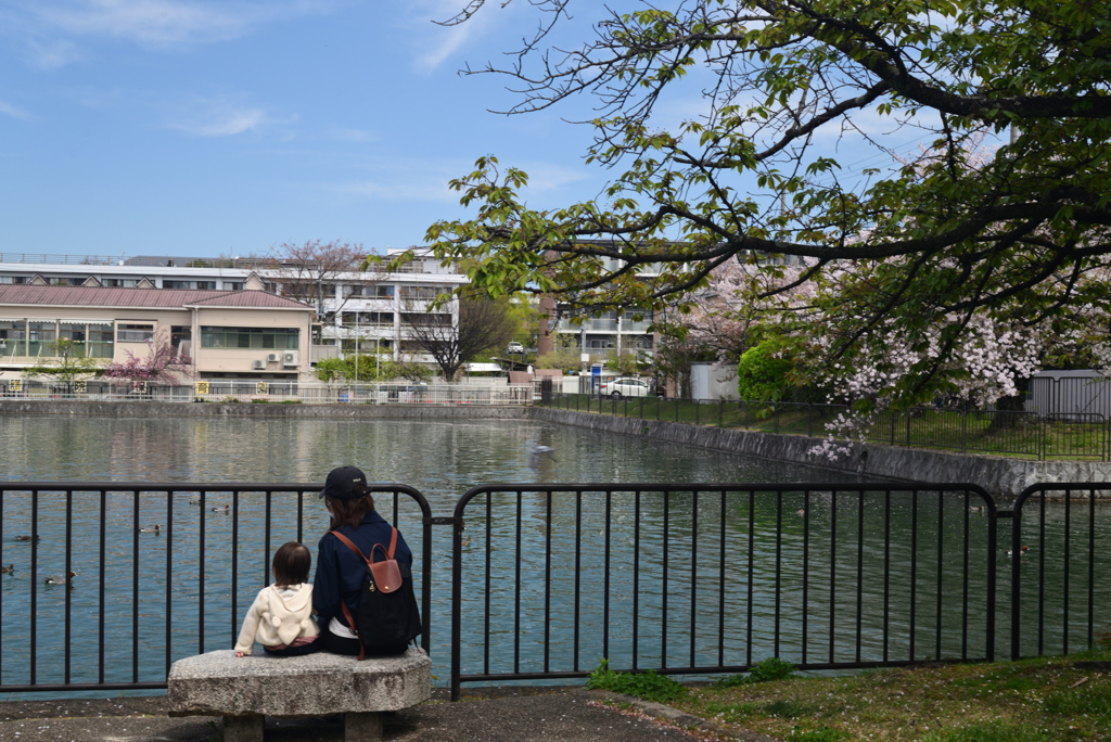 240413b琵琶湖疎水09