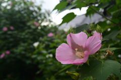 240927a妙蓮寺01