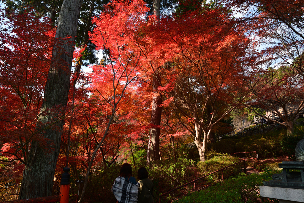231123a石山寺39