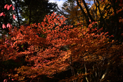 241129d三景園19