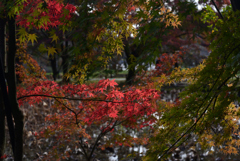 211116京都植物園17