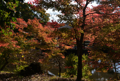 221108c京都植物園13