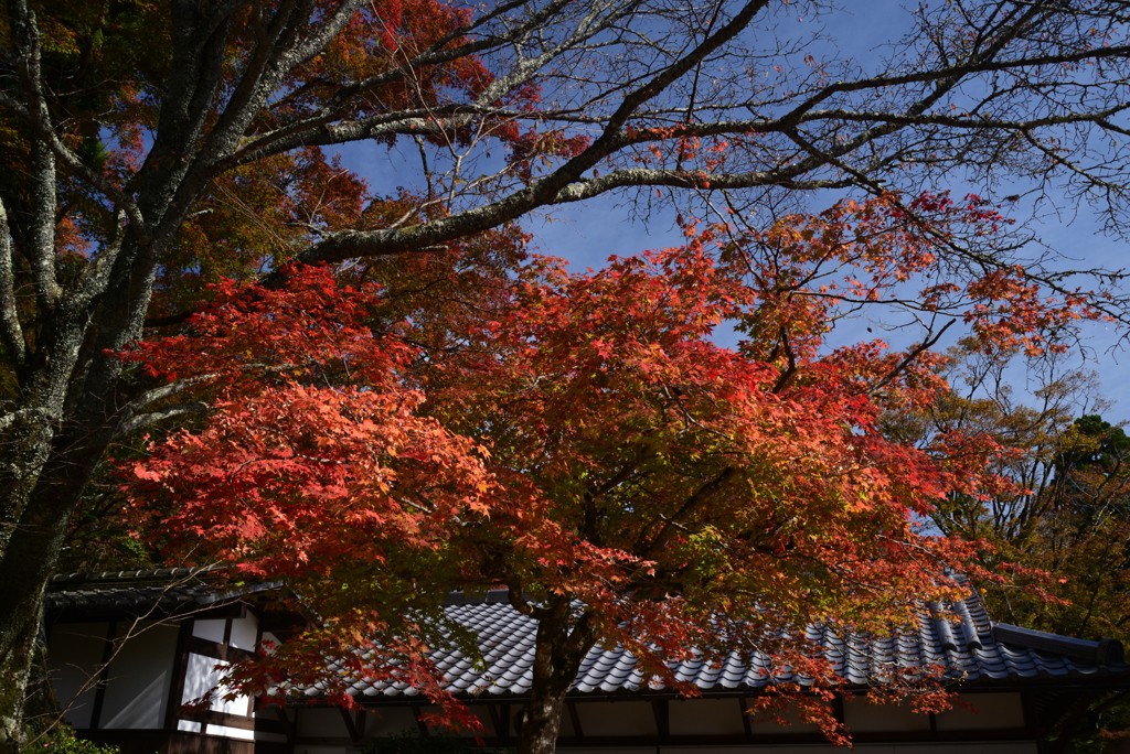 211106b神護寺36