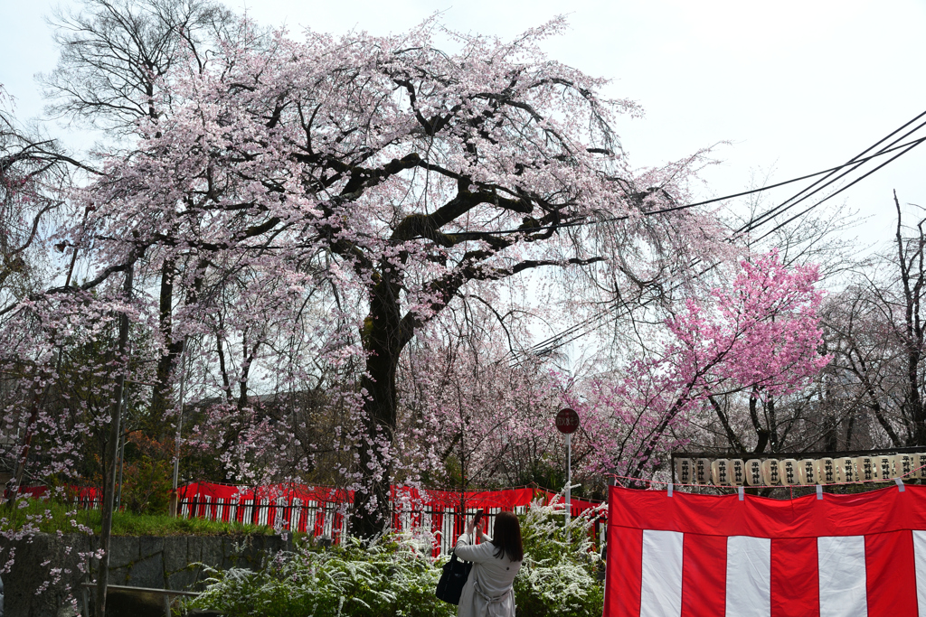 250331c平野神社16