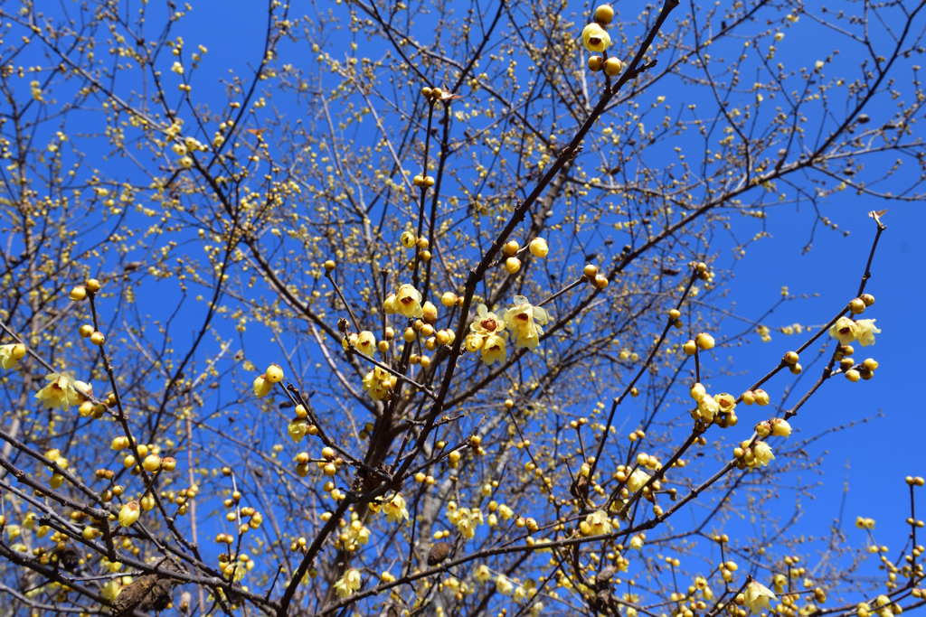 260117a京都植物園27