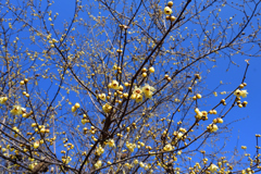 260117a京都植物園27