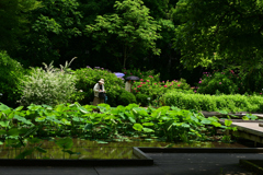230613京都植物園36