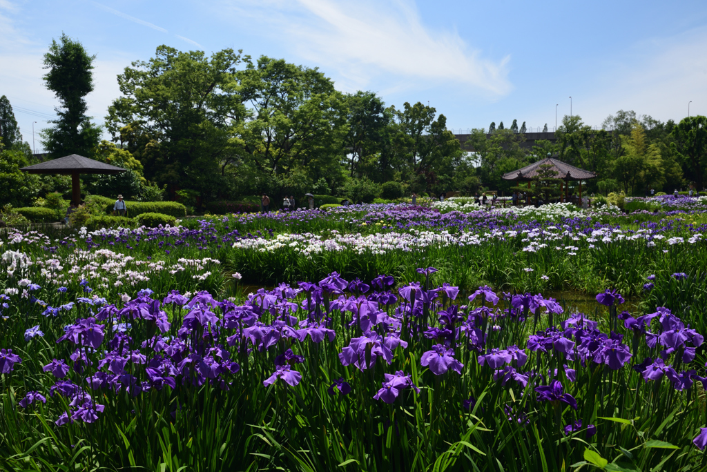 190603b城北公園32