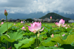 200718b藤原宮跡17