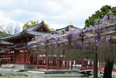 200422平等院13