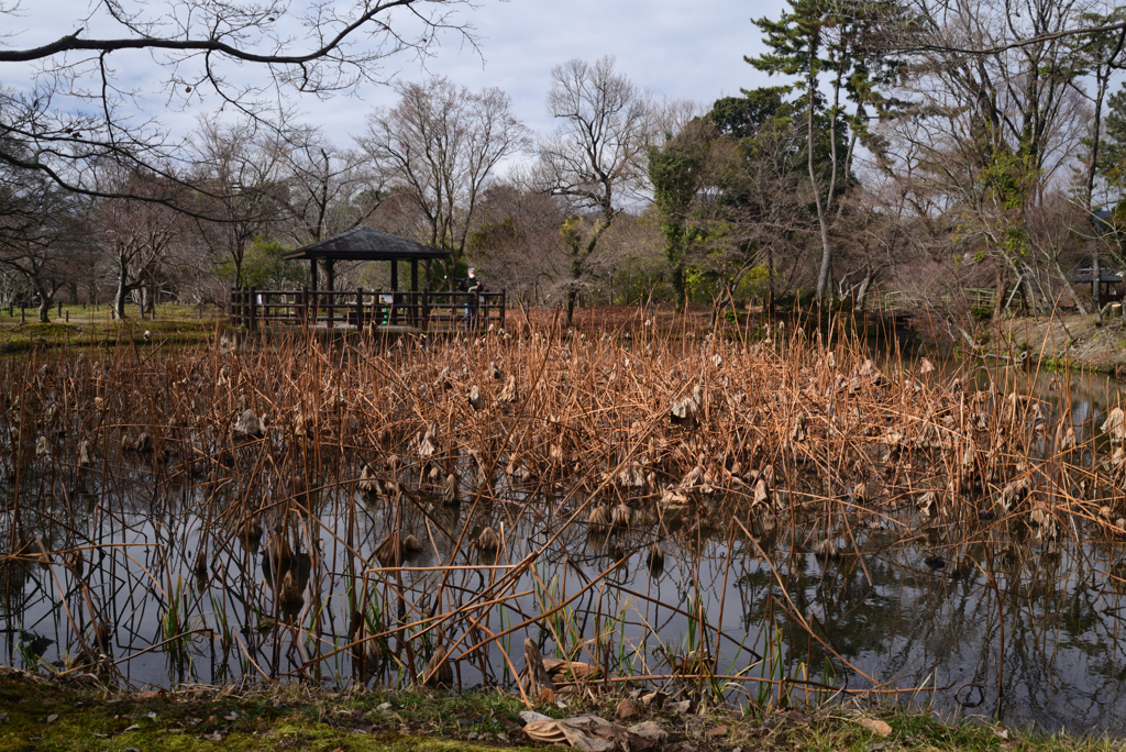 230117a京都植物園18