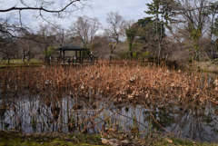 230117a京都植物園18