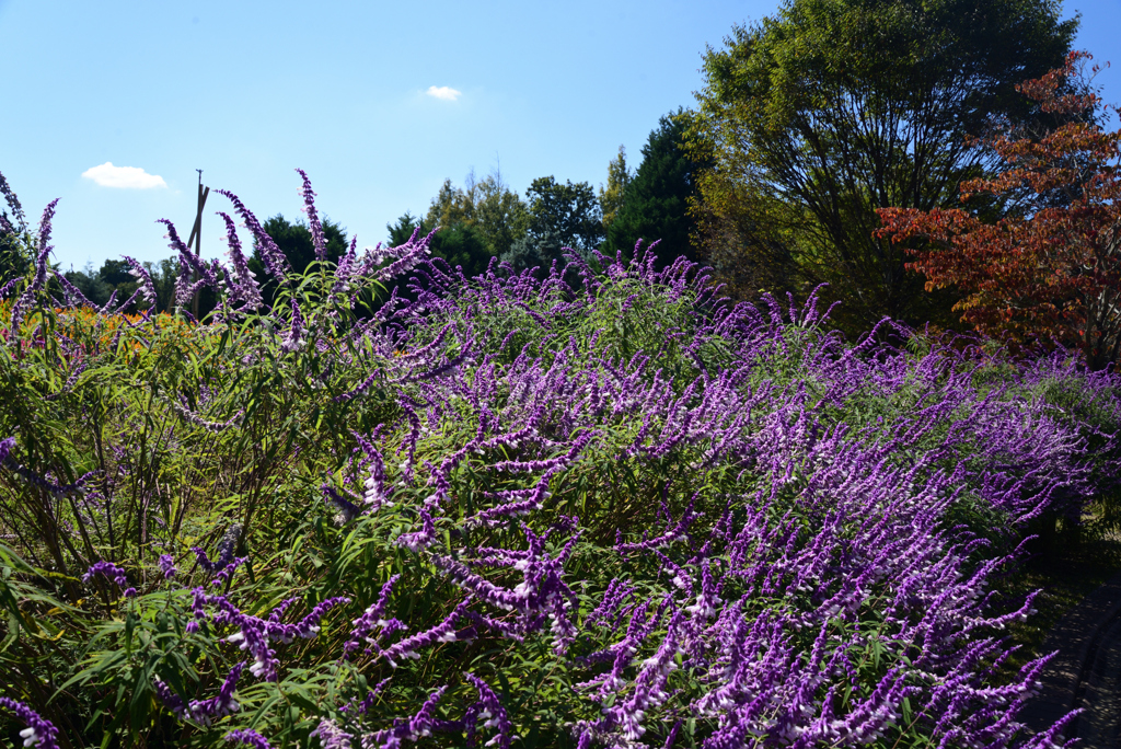 221014馬見丘陵公園32