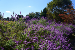 221014馬見丘陵公園32