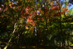 221125b地蔵院11