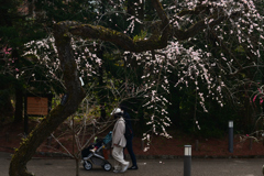 240217a京都植物園26