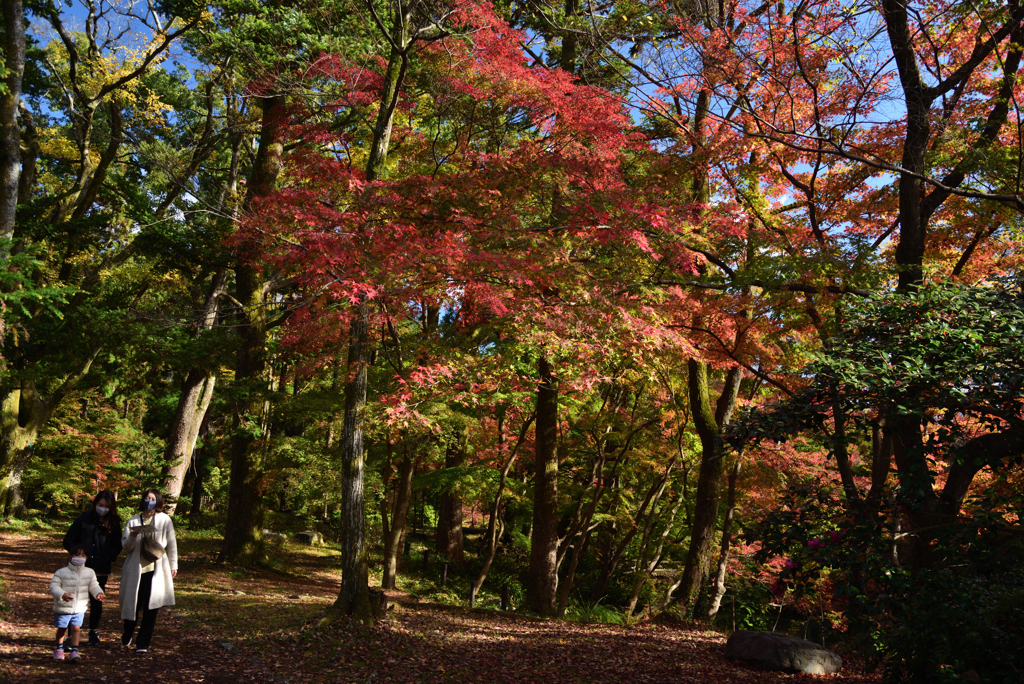 201121a京都植物園35