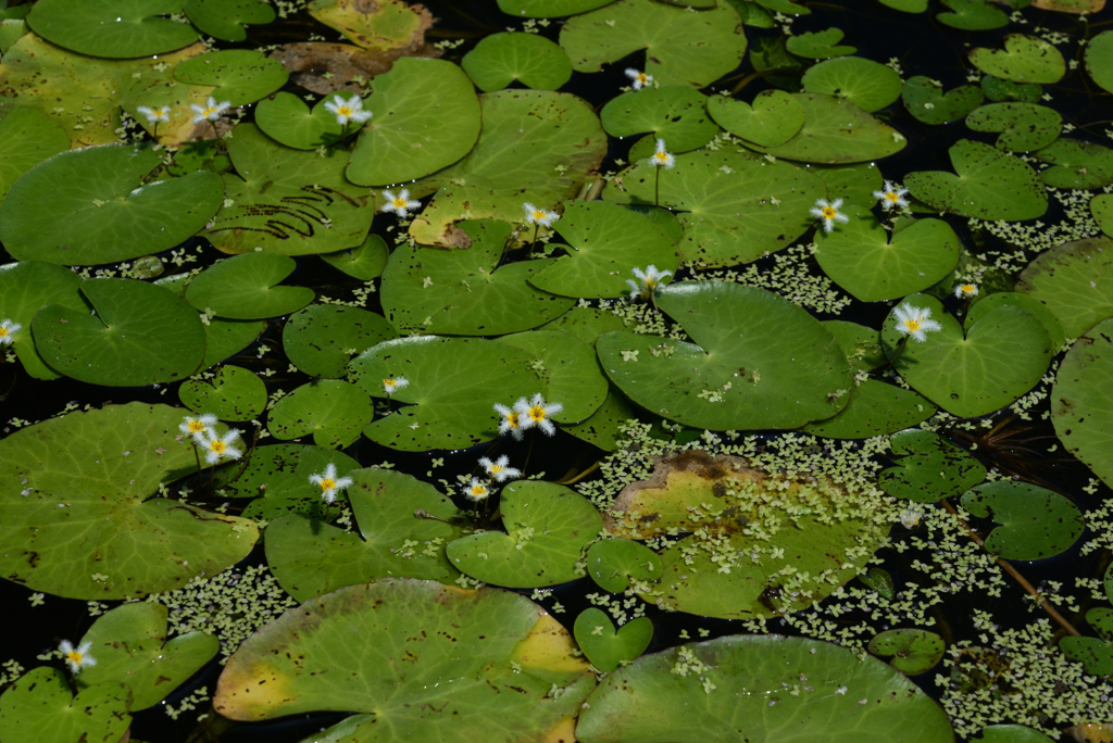 220725京都植物園56