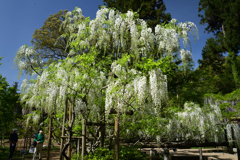 220425c萬葉植物園43