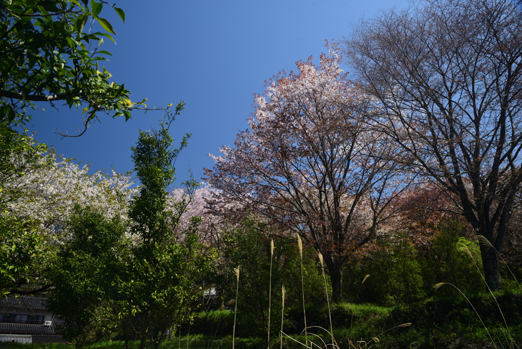 210407b大原08