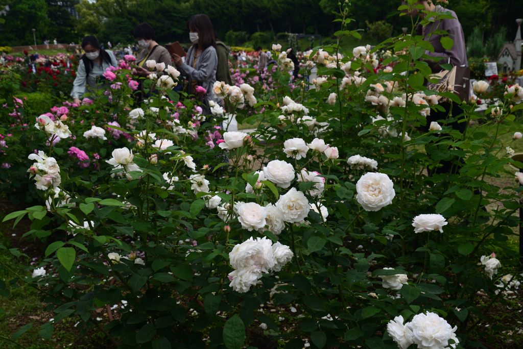 220515b靭公園27