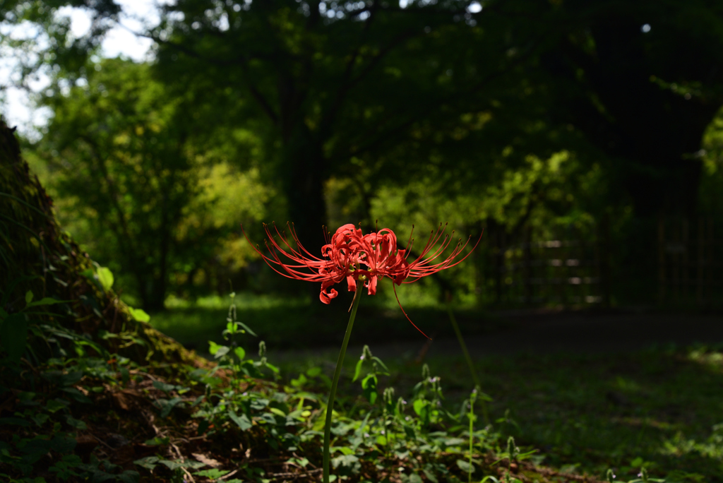 220915c京都植物園48