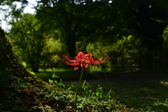 220915c京都植物園48