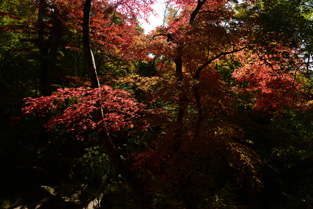 221104d宝泉院09
