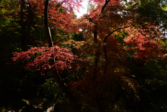 221104d宝泉院09