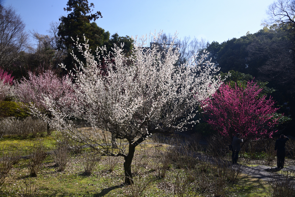 250314d智積院23