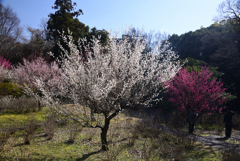 250314d智積院23