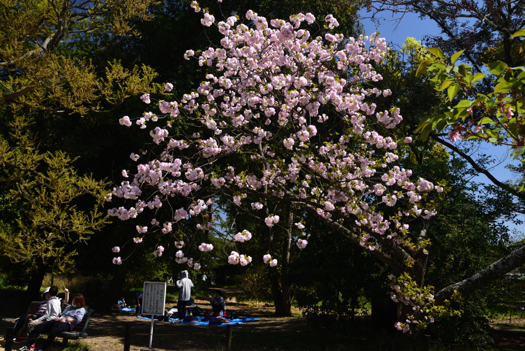 190420d京都植物園14