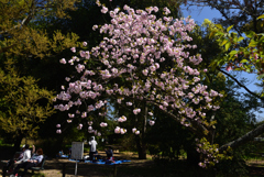 190420d京都植物園14