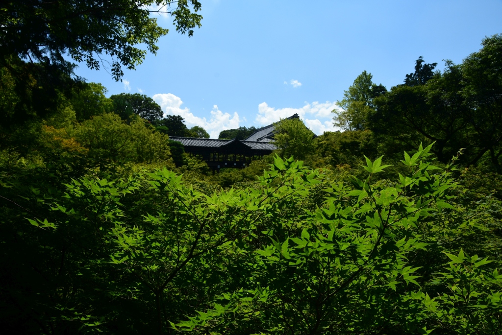 180721b東福寺01