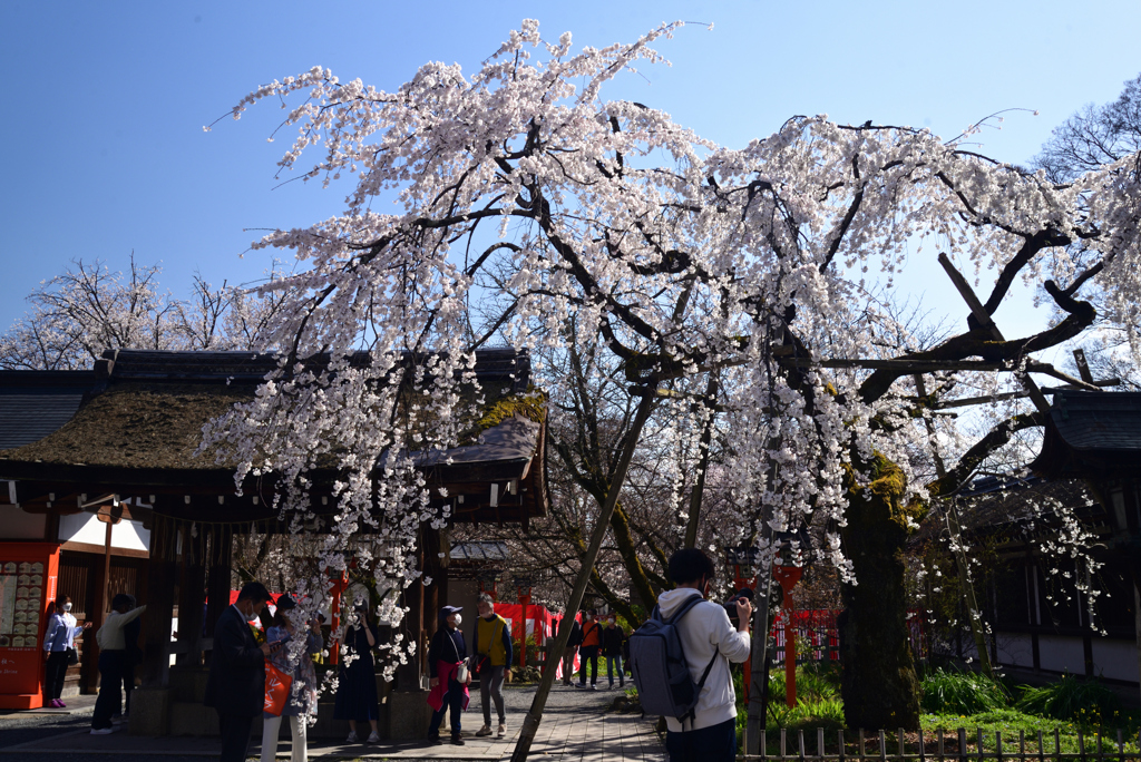 230322g平野神社12