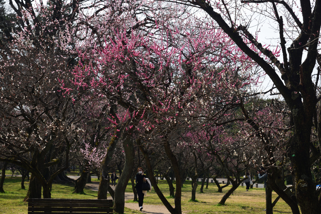 200313京都御苑33