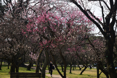 200313京都御苑33