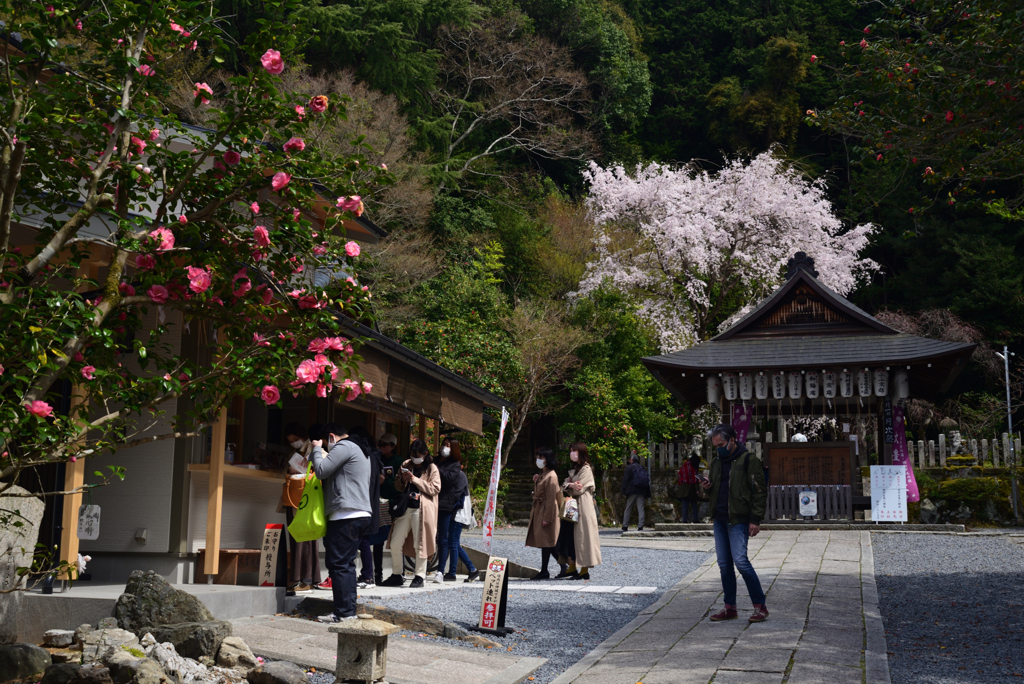 220402e哲学の道22