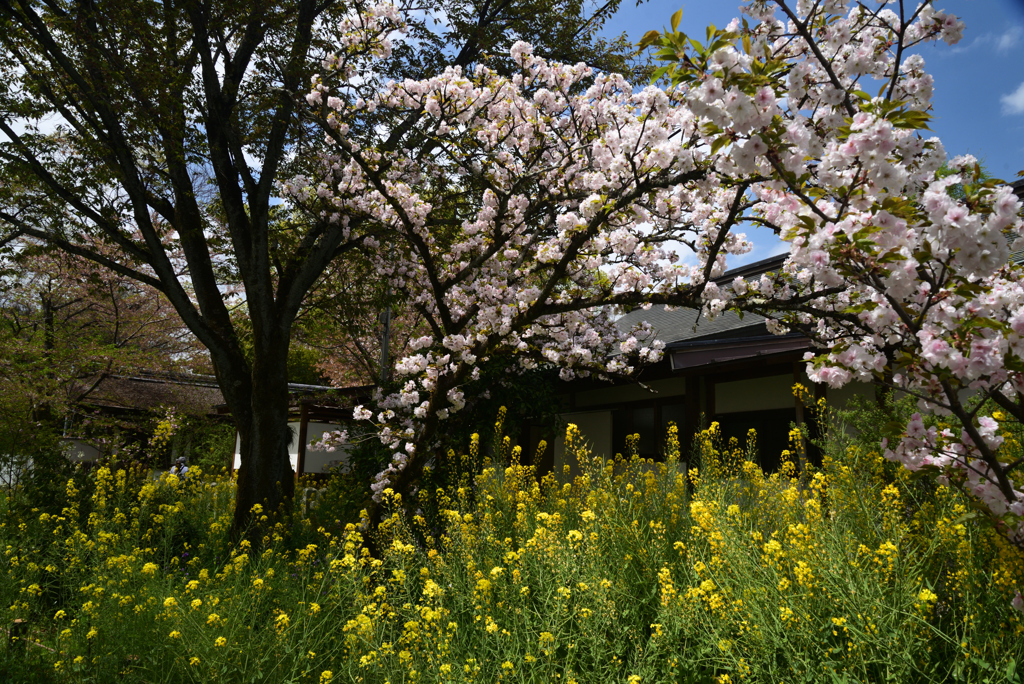 220412b平野神社05大手鞠