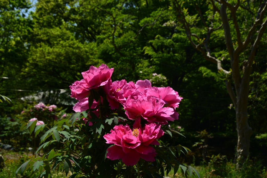 180421長居植物園49
