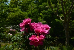 180421長居植物園49